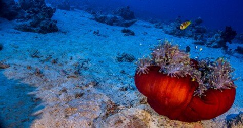anemone (Large).jpg